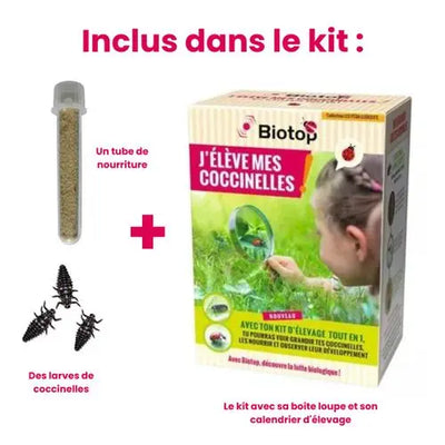 Jouet pour enfant Biotop Kit d'élevage de coccinelles biotop